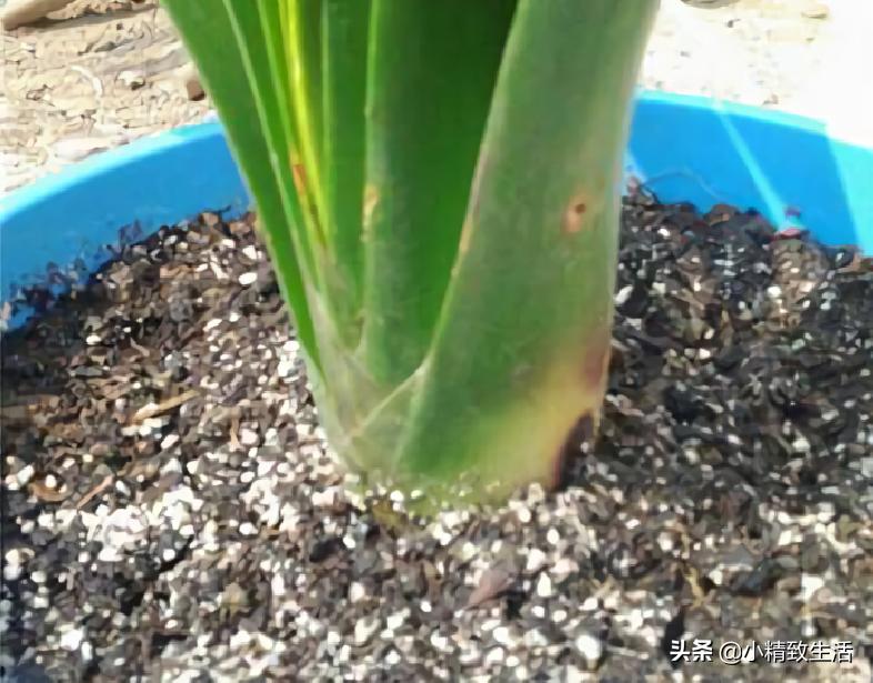 君子兰叶片斑点是什么原因,君子兰叶片有黄斑点怎么办