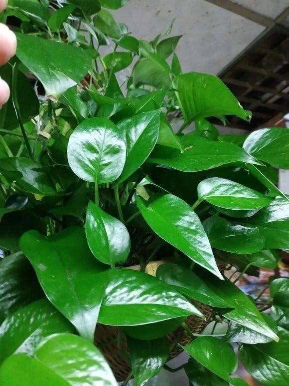 绿萝浇黄豆水的正确方法,绿萝用黄豆水来做肥料真的很好吗