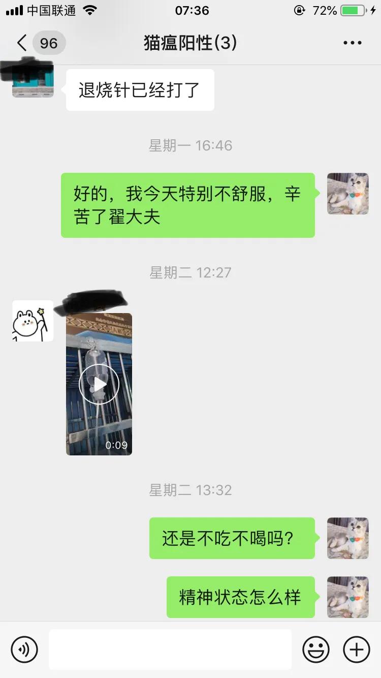 爆发猫瘟,猫瘟日常