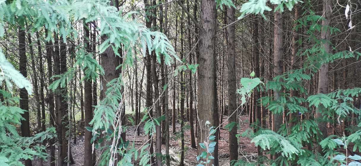 成都青龙湖公园门票,成都青龙湖公园地址