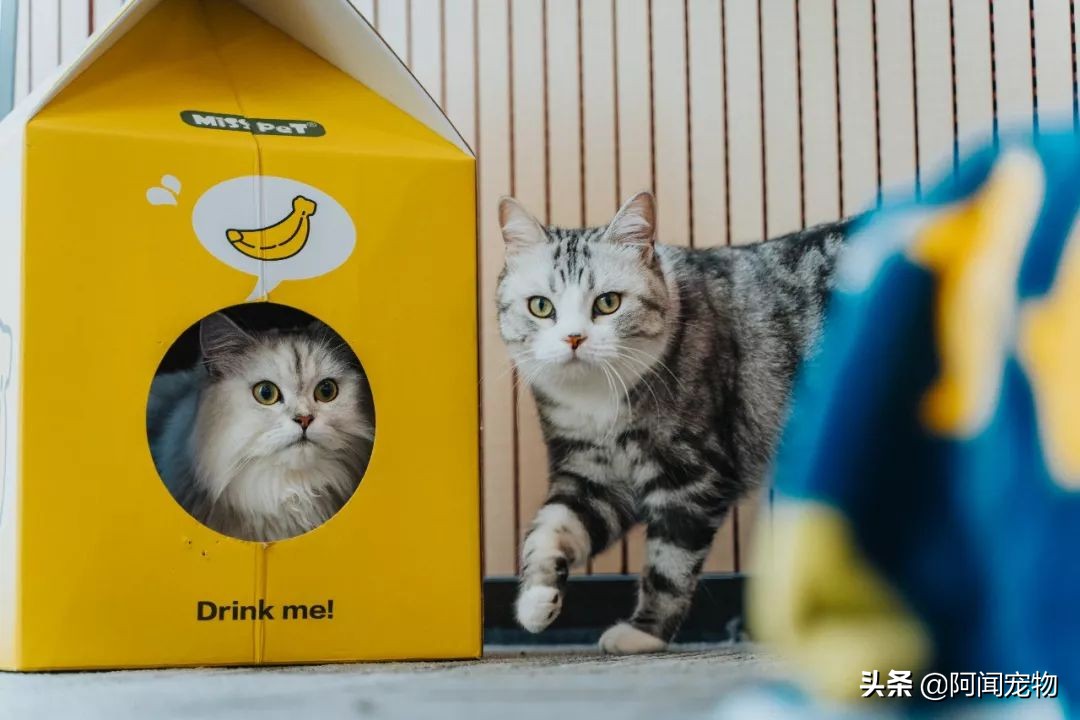 猫咪爱磨脚怎么回事,为啥猫咪爱挠沙发