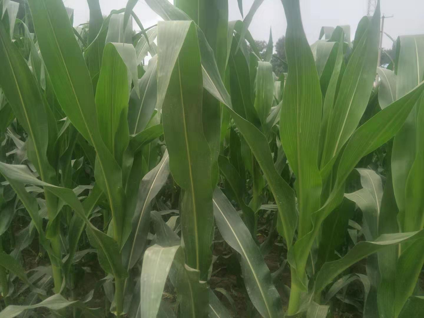 玉米苗长的又粗又矮，还不长玉米粒，这是玉米得了粗缩病