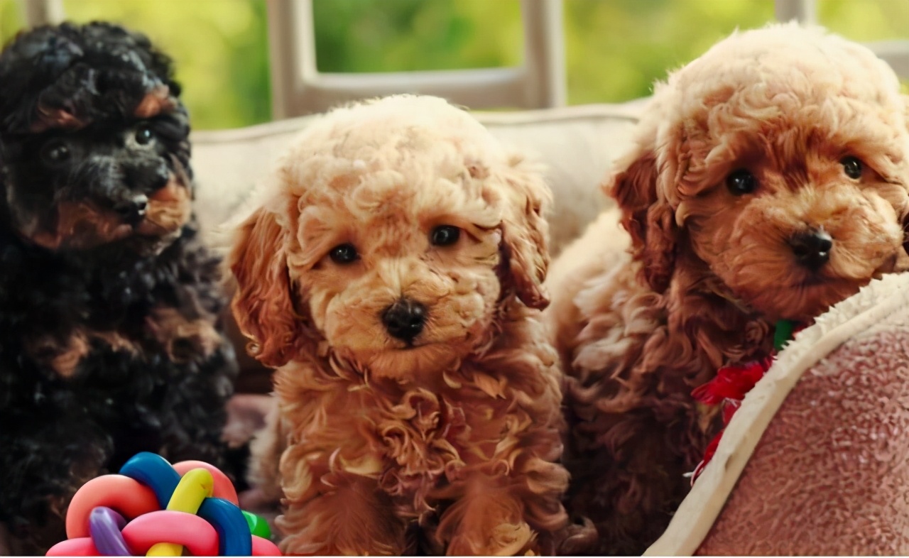 想养泰迪有什么好的推荐吗,养泰迪的必看