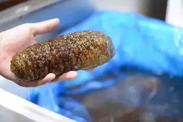 海参物种科普,海参100种图片