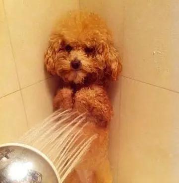 怎样惹自家狗子生气,怎样惹狗笑