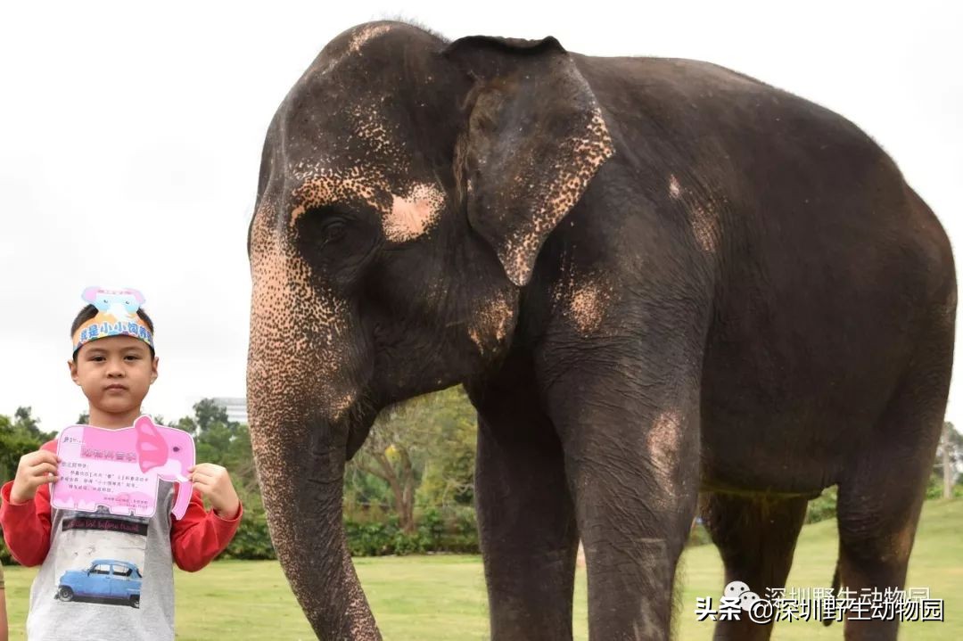 野象谷和大象互动视频,野象谷跟大象互动