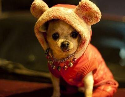 狗狗出现这些症状，主人就要注意了，它这是缺钙了