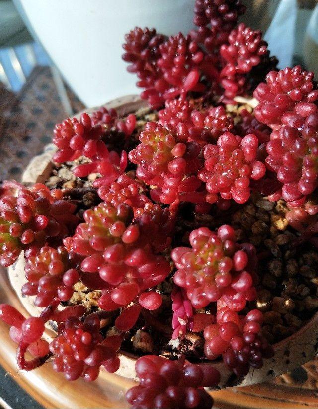 多肉怎么让它只长大不长高,多肉一直长不大怎么办