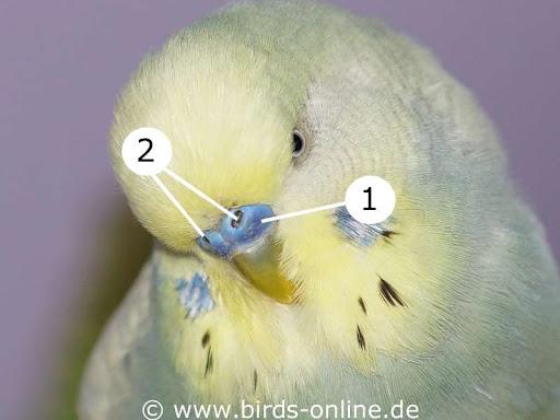 鸟的听觉比人好吗,鸟的嗅觉是人的多少倍