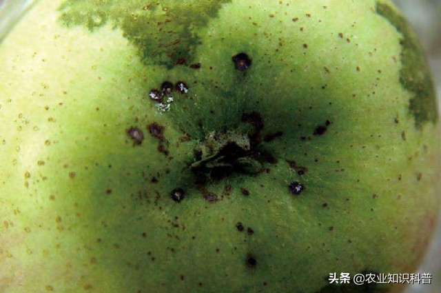 苹果果斑病怎么治,苹果疮痂病防治