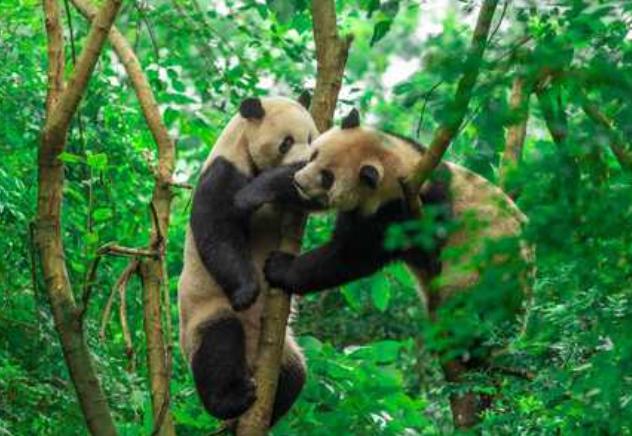 成都周边适合五一住一晚最佳攻略,五一成都推荐住哪里好些