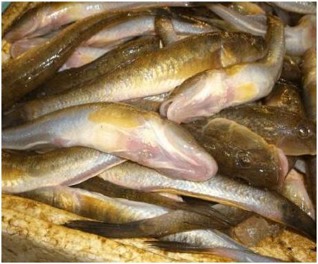 看图识海鲜，这些水产海鲜你都认识吗？