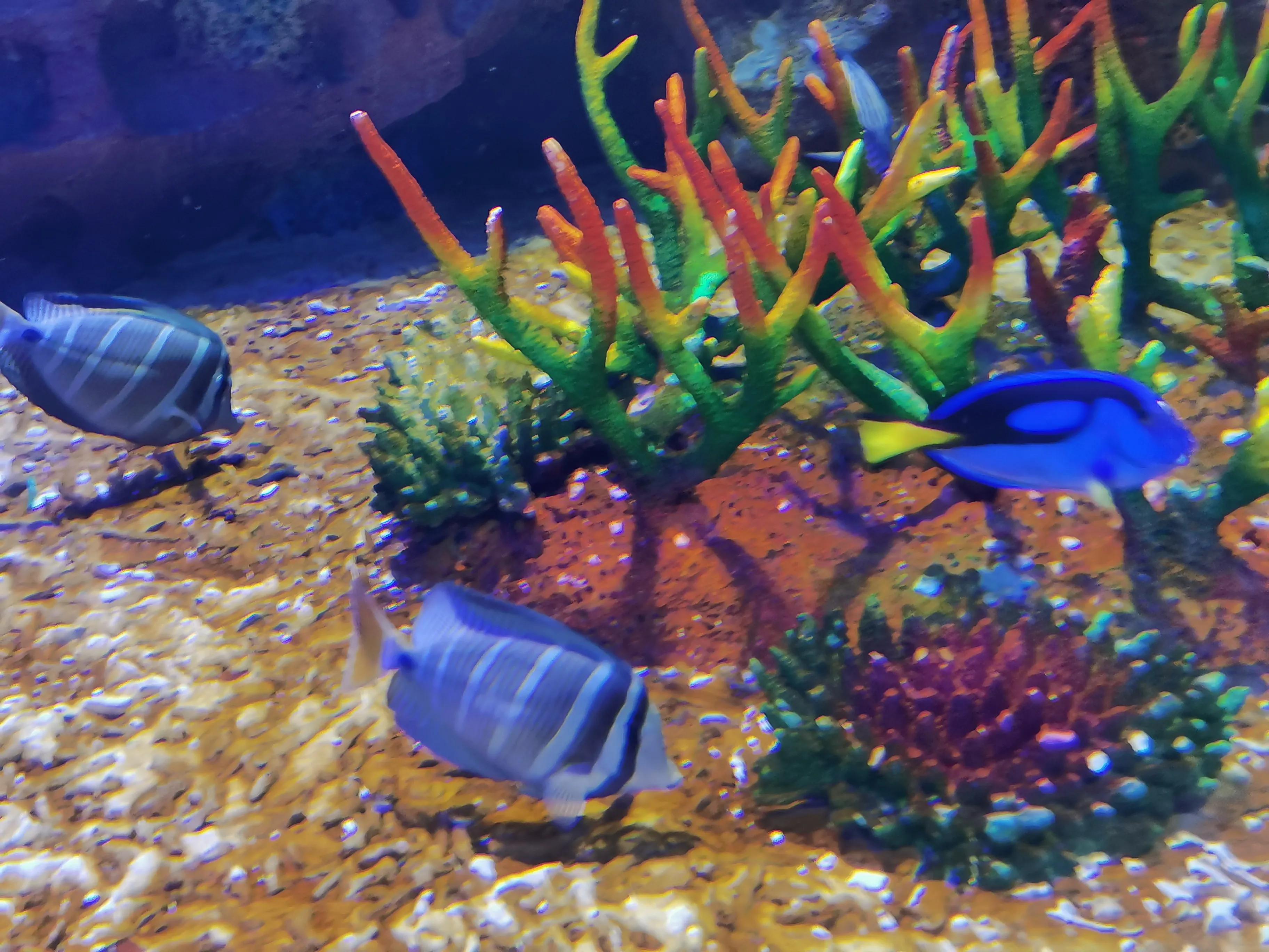 璧拌繘娴锋磱鍔ㄧ墿娴峰簳涓栫晫,鍙傝娴峰簳涓栫晫娴锋磱鍔ㄧ墿瑙嗛