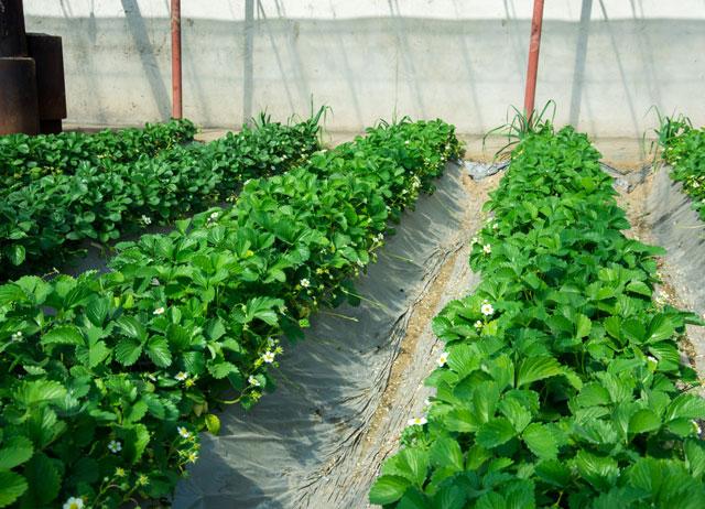 秋季大棚草莓的高产栽培技术,大棚草莓种植技术开始发展起来