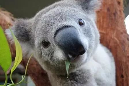 墨尔本蝉联宜居城市,全球宜居城市墨尔本