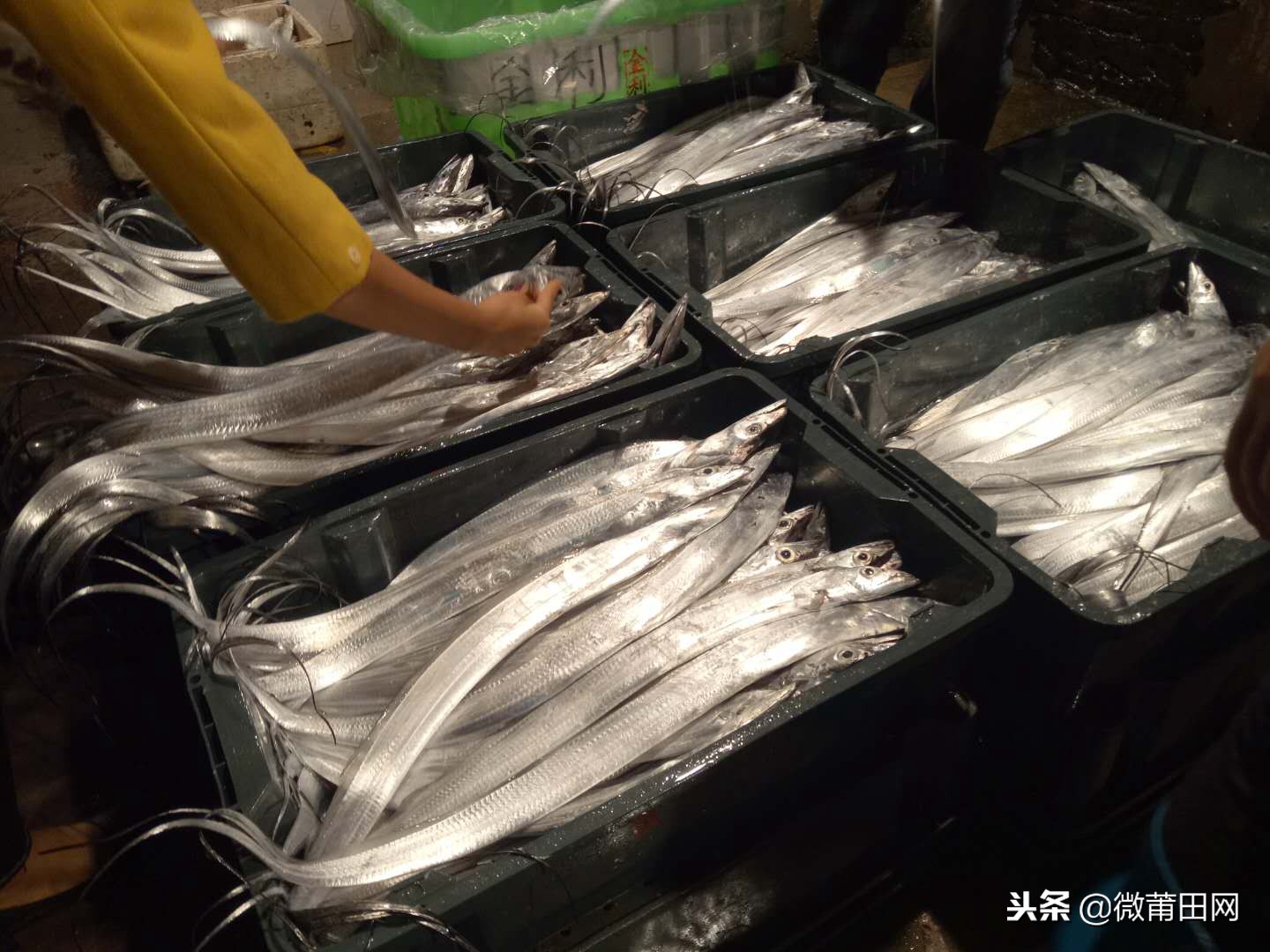 莆田的海鲜批发市场,莆田最大的海产品批发市场在哪里