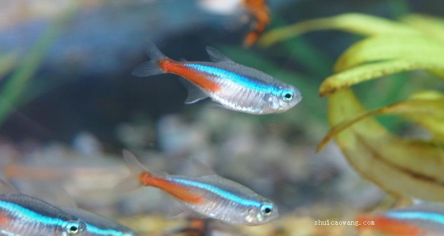 灯科鱼大全,灯科鱼百科内容