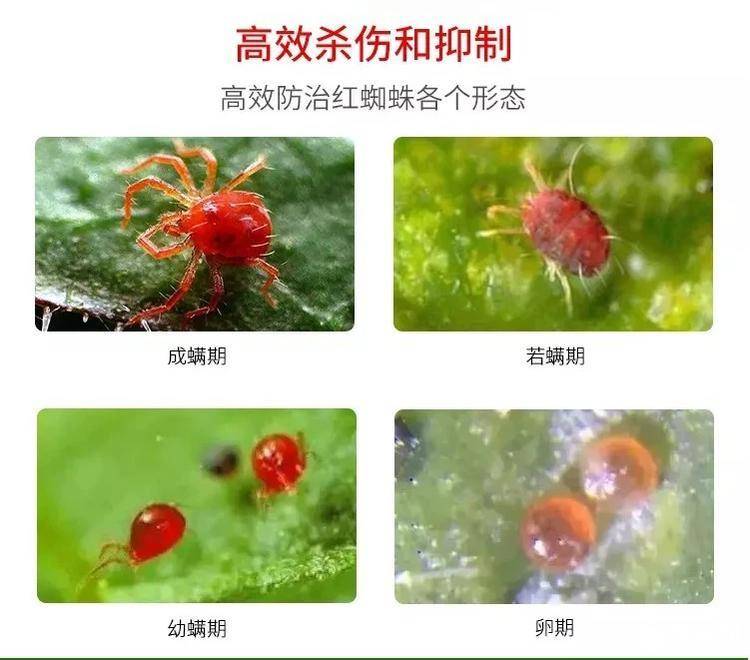 抗病虫害玫瑰花有哪些品种,玫瑰花生长期间有哪些病虫害彩图