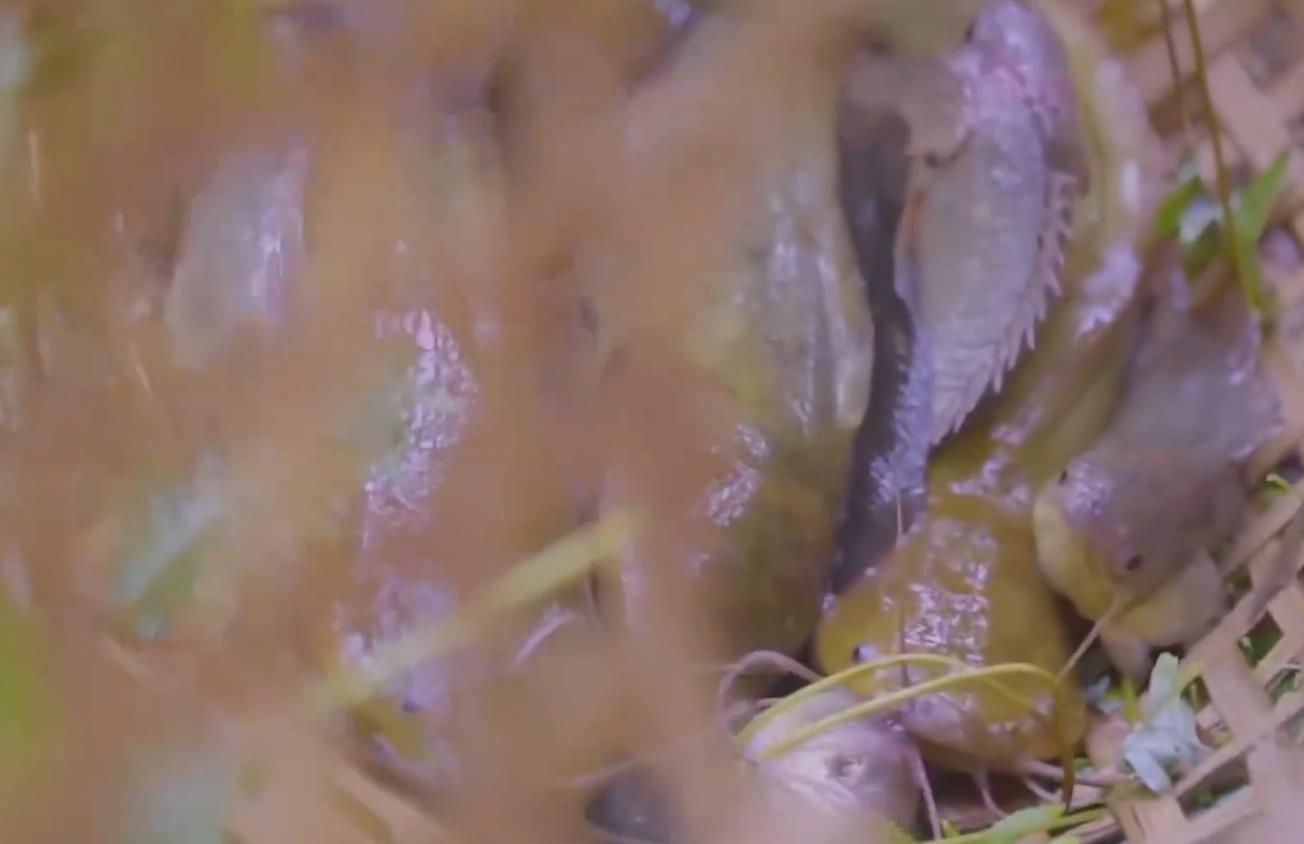 漂亮的野外烤鱼,野外吃美味烤鱼