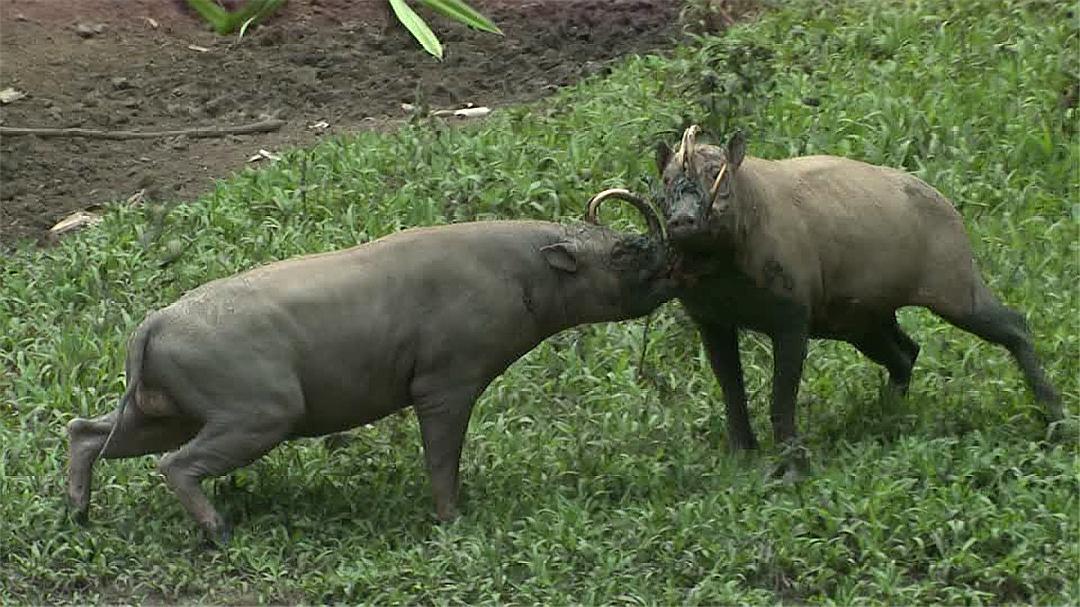 没有天敌会怎样,没有天敌的危害