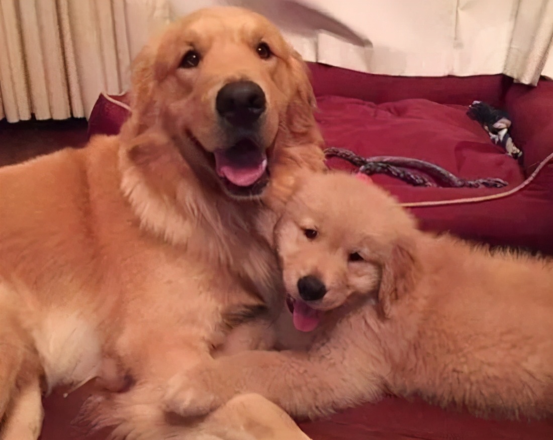 金毛瘦吃不胖怎么回事,金毛一直很瘦怎么办