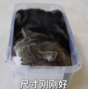 猫的内在品质,猫的本质就是嫌弃主人