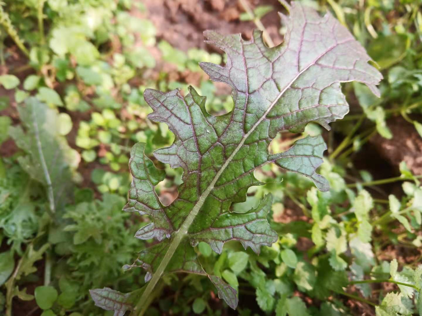 香菜低温变红能治过来吗,香菜幼苗叶片边缘发黄什么原因