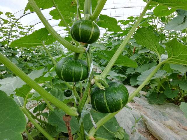 南瓜直接枯萎是什么原因导致,南瓜生长过程中怎么预防病虫害