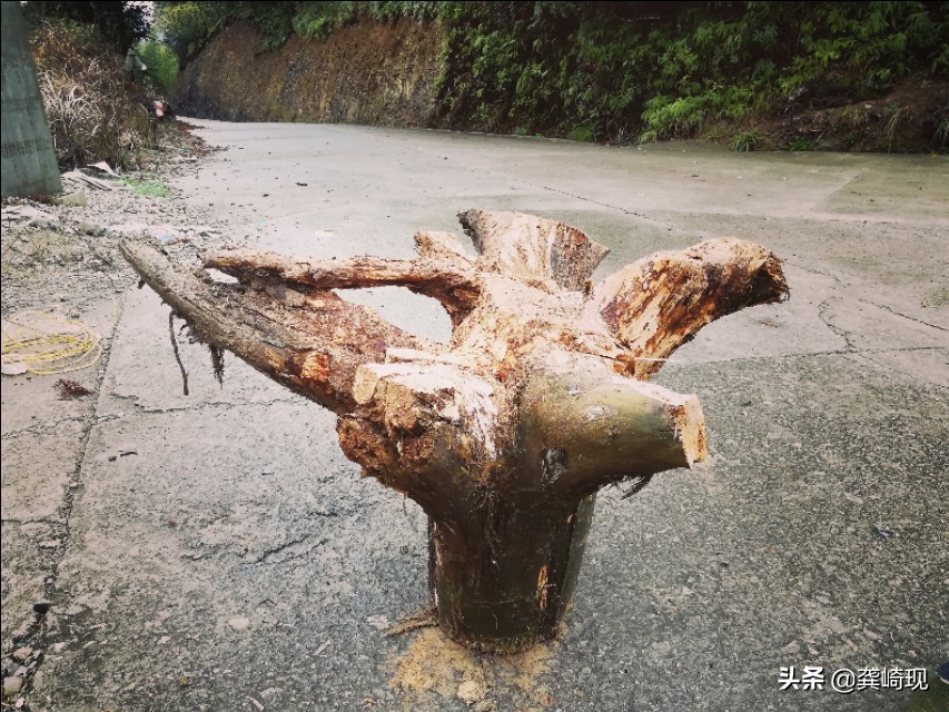 根雕小茶桌泡茶,用根雕茶桌喝茶