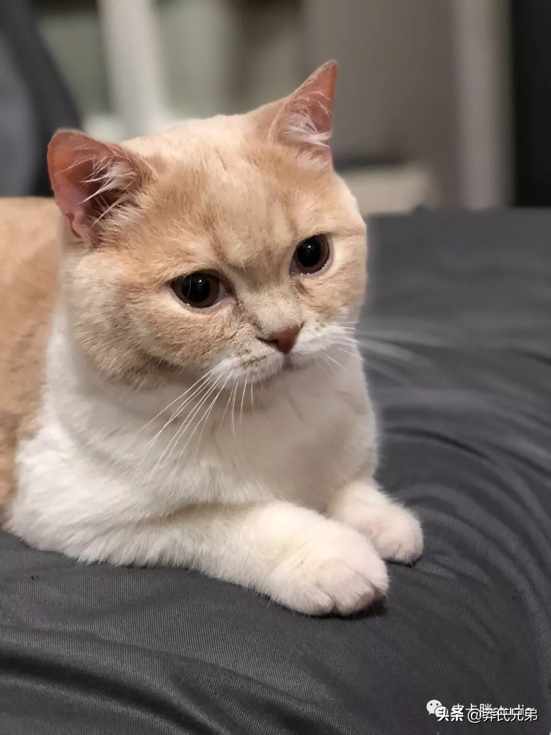 可爱小奶猫刚生出成长日记,一只小奶猫的成长过程