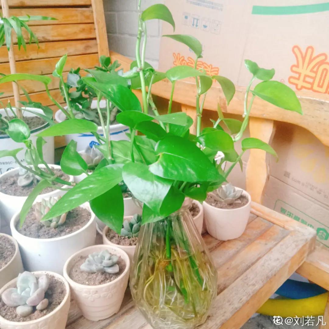 夏天养几盆水培花，清凉又干净，只用水就爆满根，叶子绿得直冒油