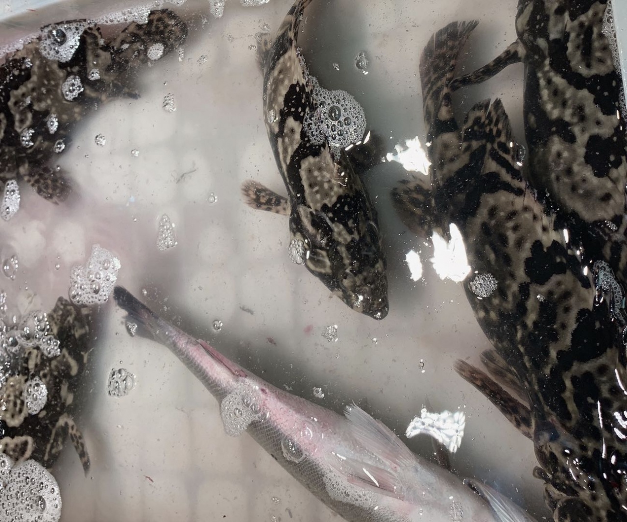 去北海在哪里买海鲜比较划算,北海的海鲜便宜还是防城港的便宜