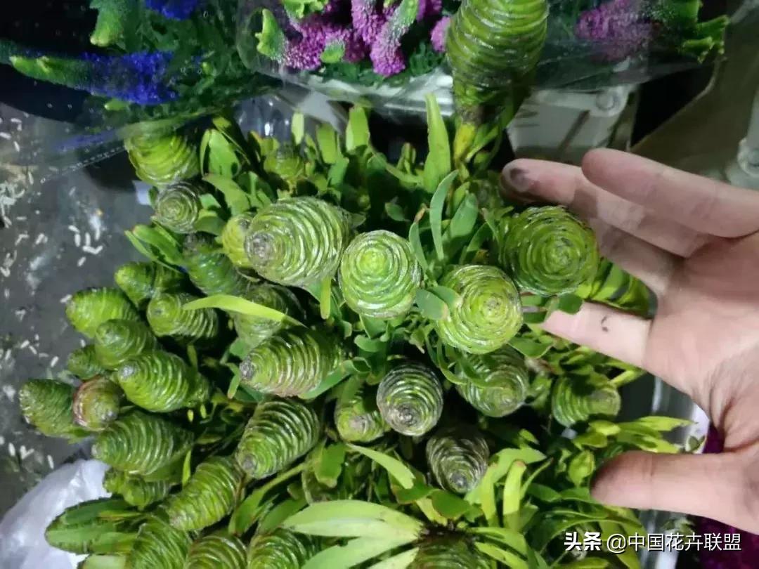 春天花市有哪些花材,便宜又大把的花材有哪些