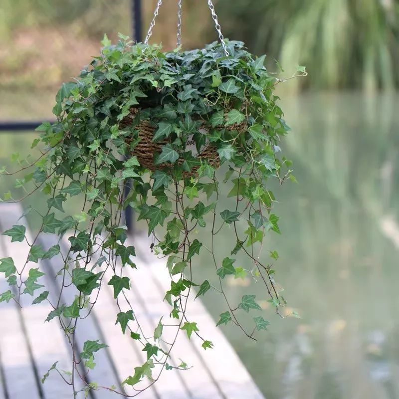 室内盆栽植物吸甲醛易活推荐,有助睡眠植物盆栽除甲醛