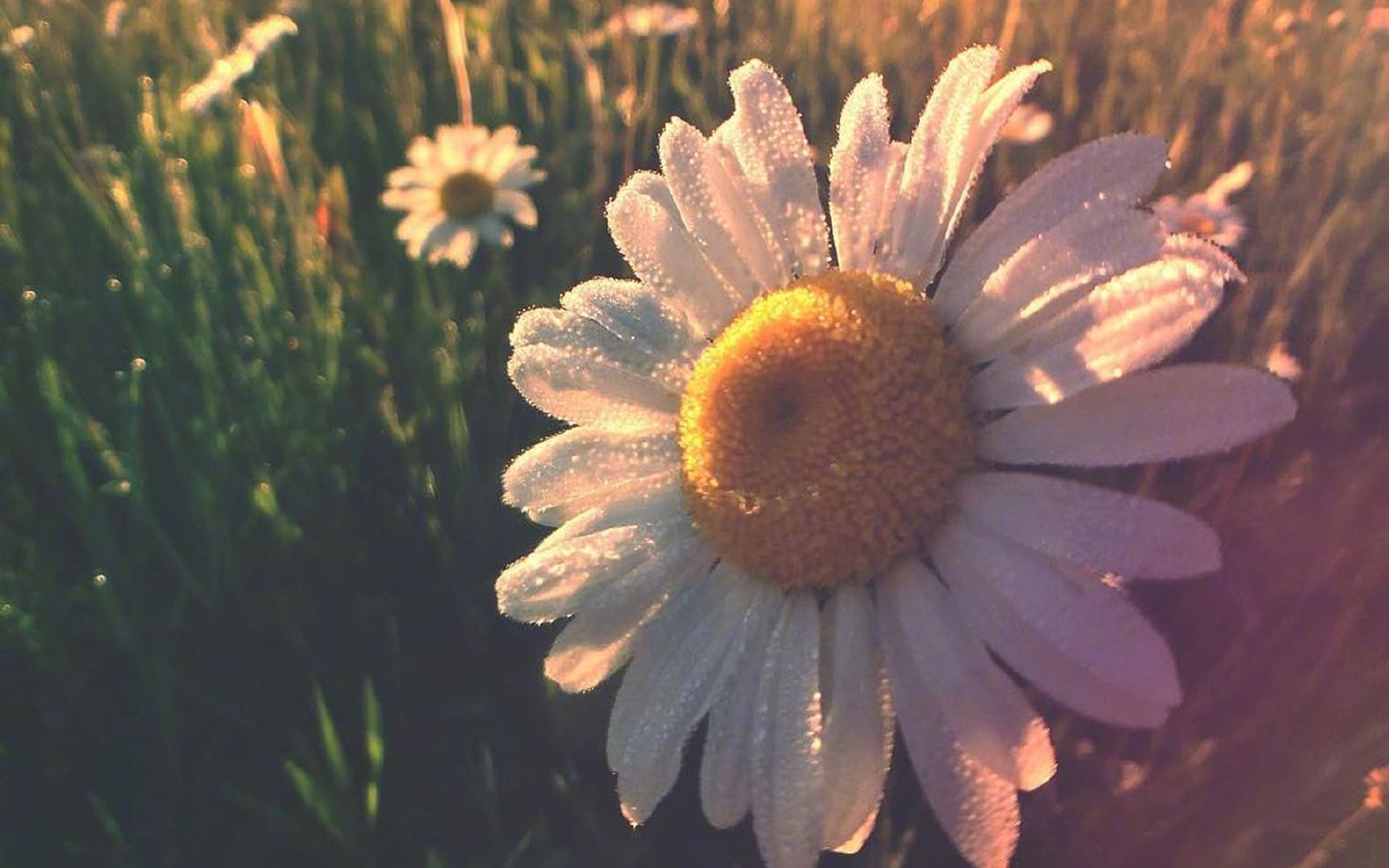 孕期发现感染hpv高危,备孕期间发现hpv怎么办