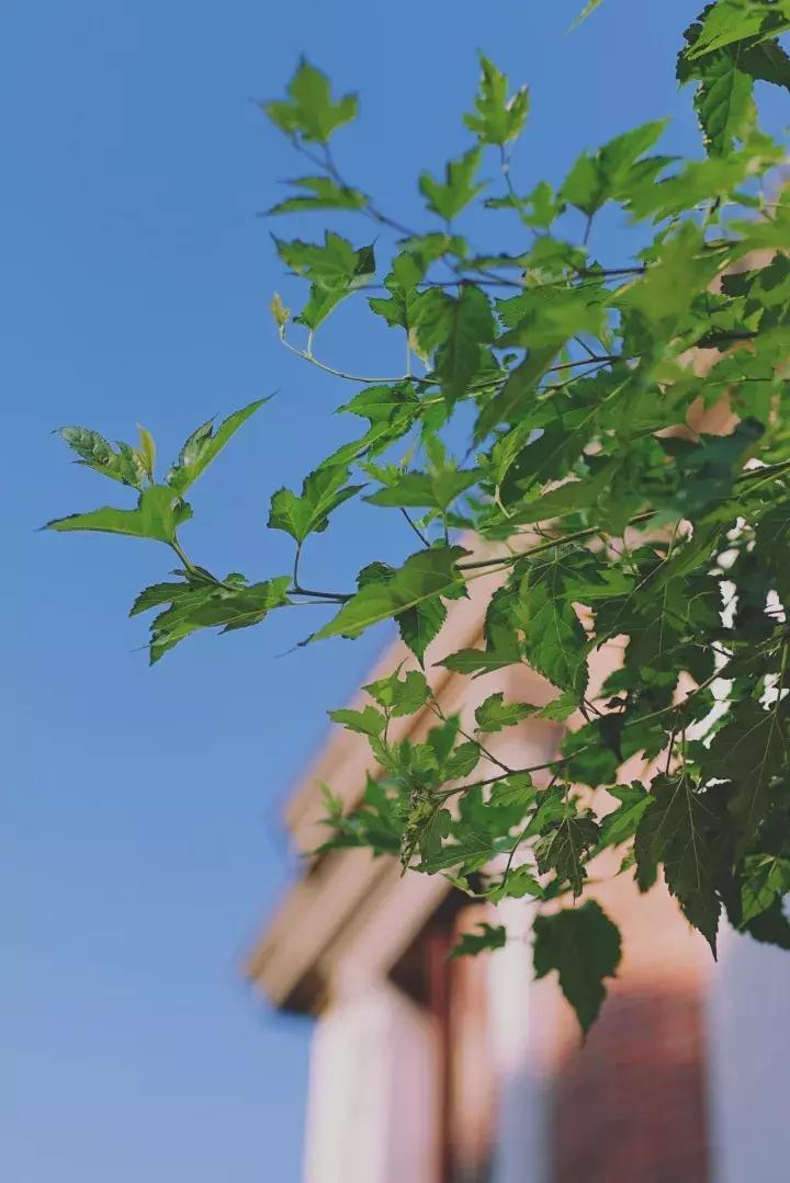 来厦门听海浪的声音,来厦门鼓浪屿说说