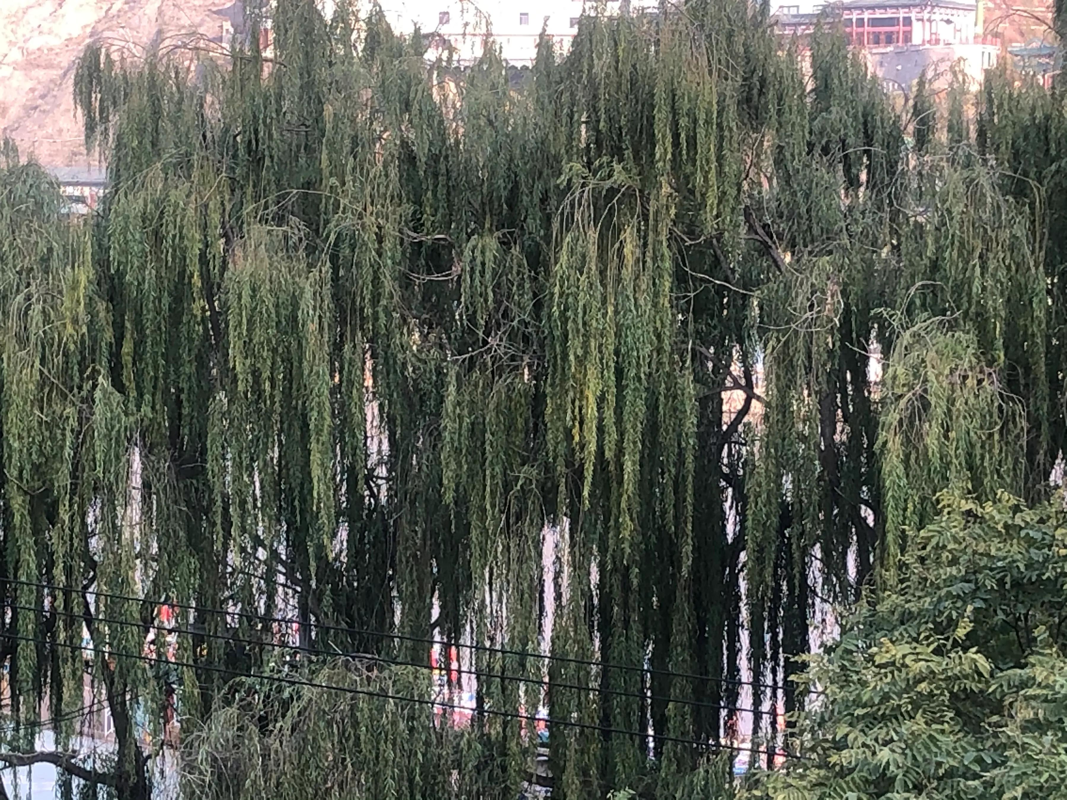 愿山河无恙人间皆安志愿者,愿山河无恙你我皆安配音