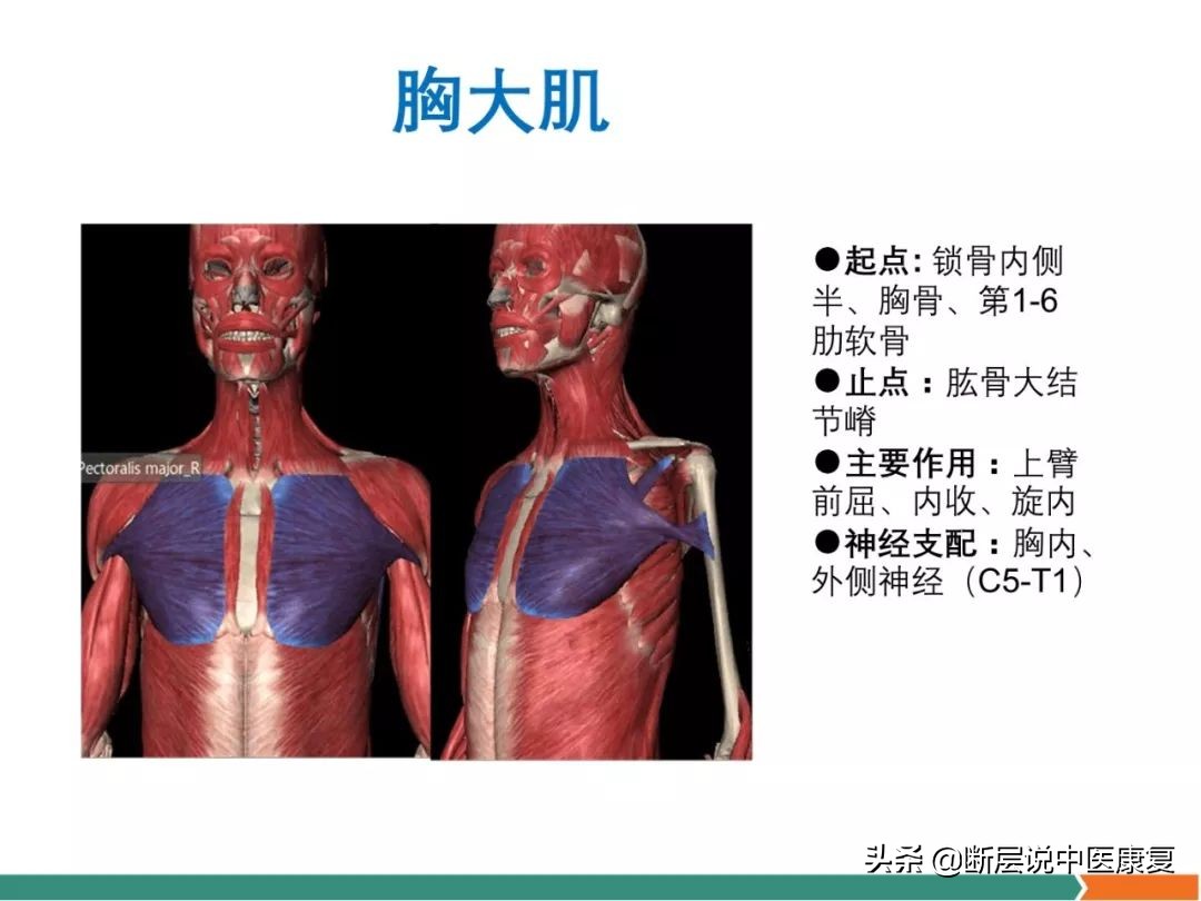 肩部肌肉解剖图详细图,肩部的16块肌肉分布图