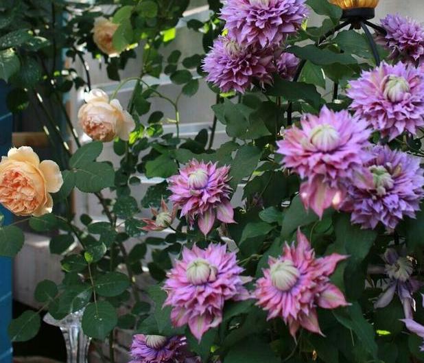 夏季花草烂根怎么办,盆栽被太阳晒枯萎了怎么办