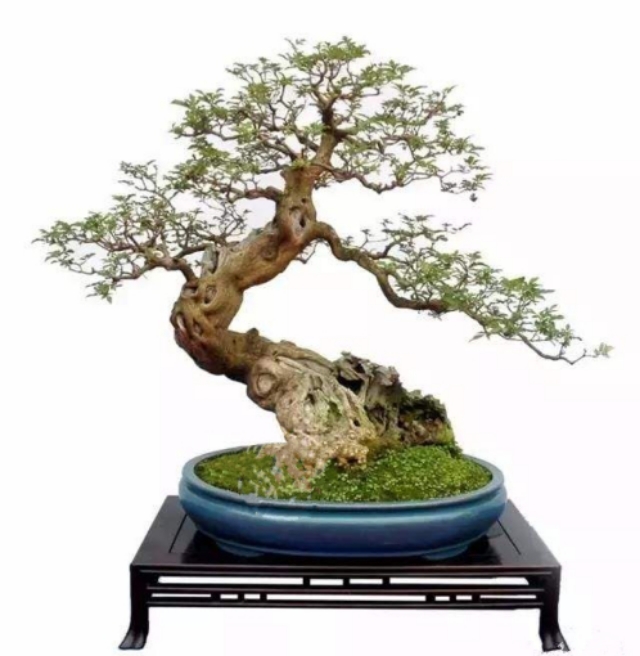 农村山上制作盆景的老树桩,农村盆景原材料