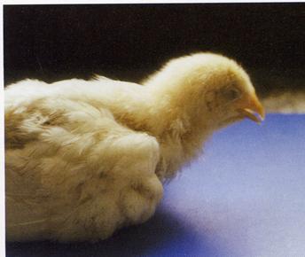 禽霉菌病,危害养禽业的细菌病