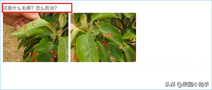 梨树开花时可以打防梨锈病的药吗,为什么梨树喷药了梨锈病更严重