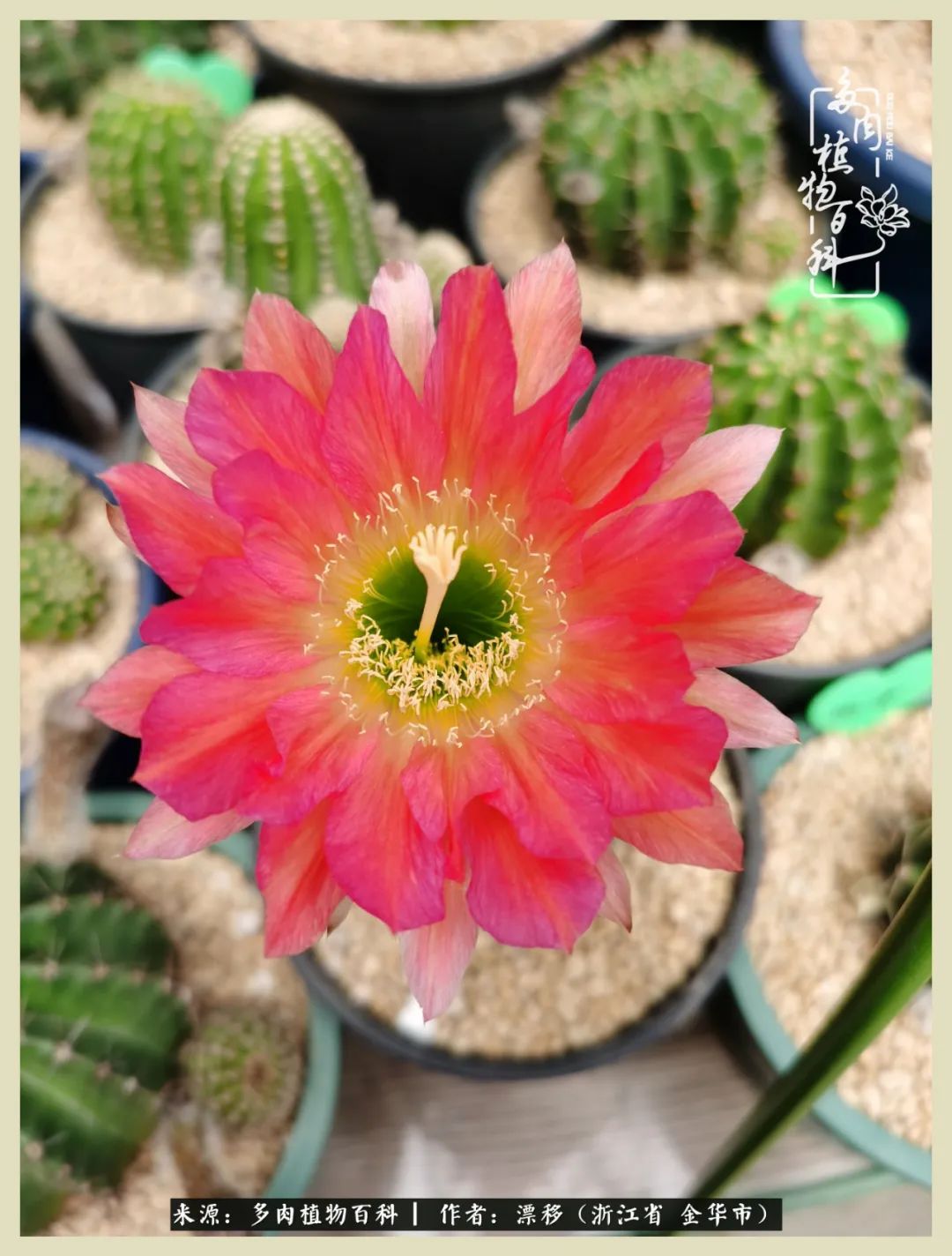 仙人球开花并散发着香味,仙人球花盛开吐露芬芳