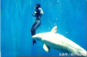 动物救人真实事件,4个动物救人的真实事件