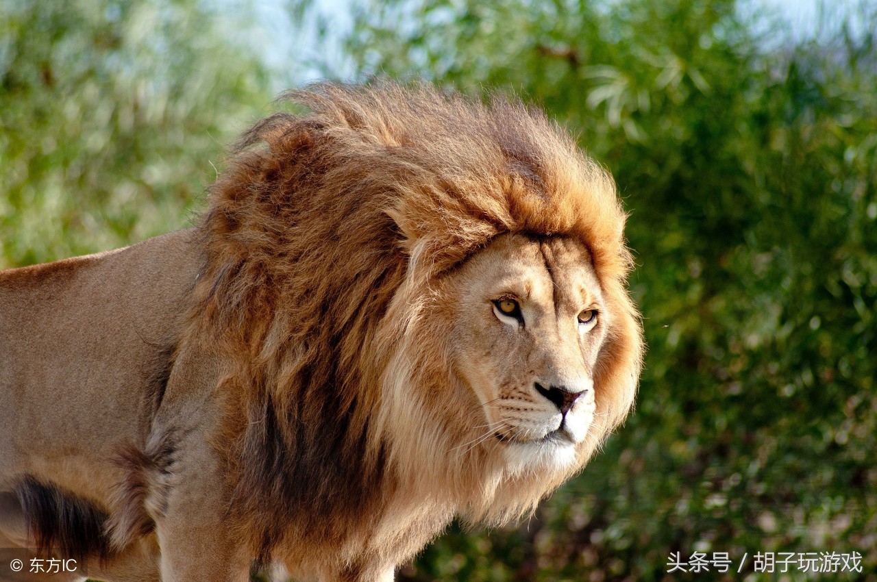 动物救人真实事件,4个动物救人的真实事件