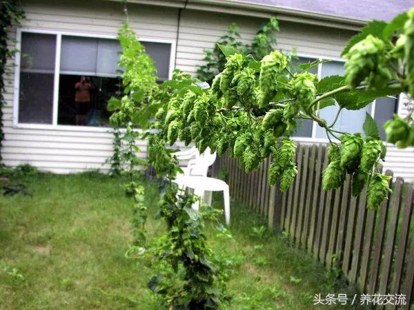 今年栽的爬藤月季,阳台种上这8种爬藤植物