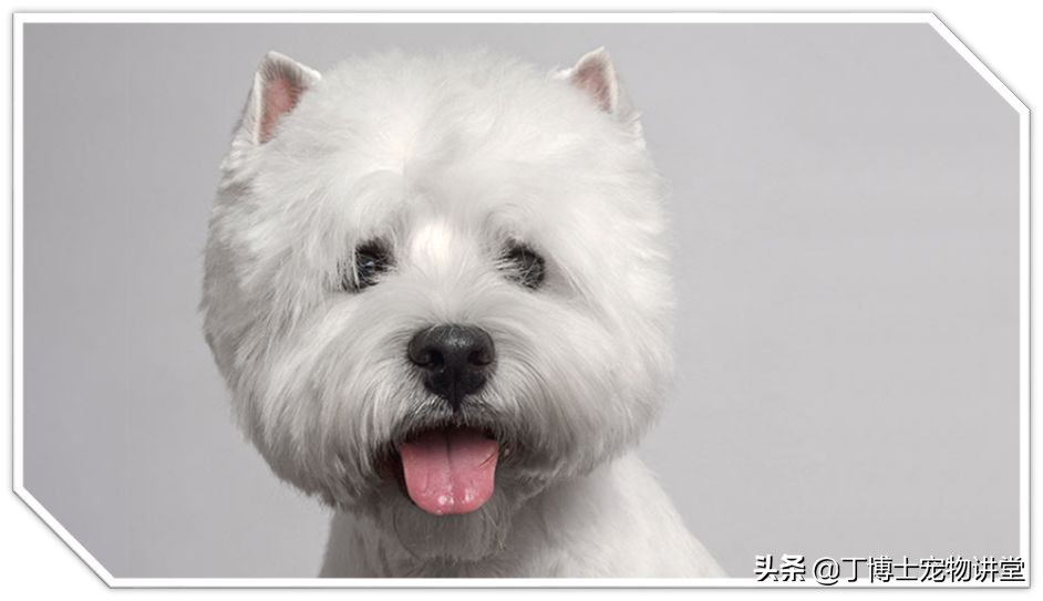 饲养幼犬教学,养宠新手喂食