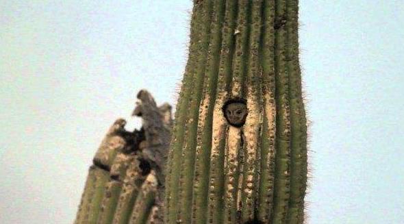 地球最奇特的沙漠,地球上最优越的气候是什么气候