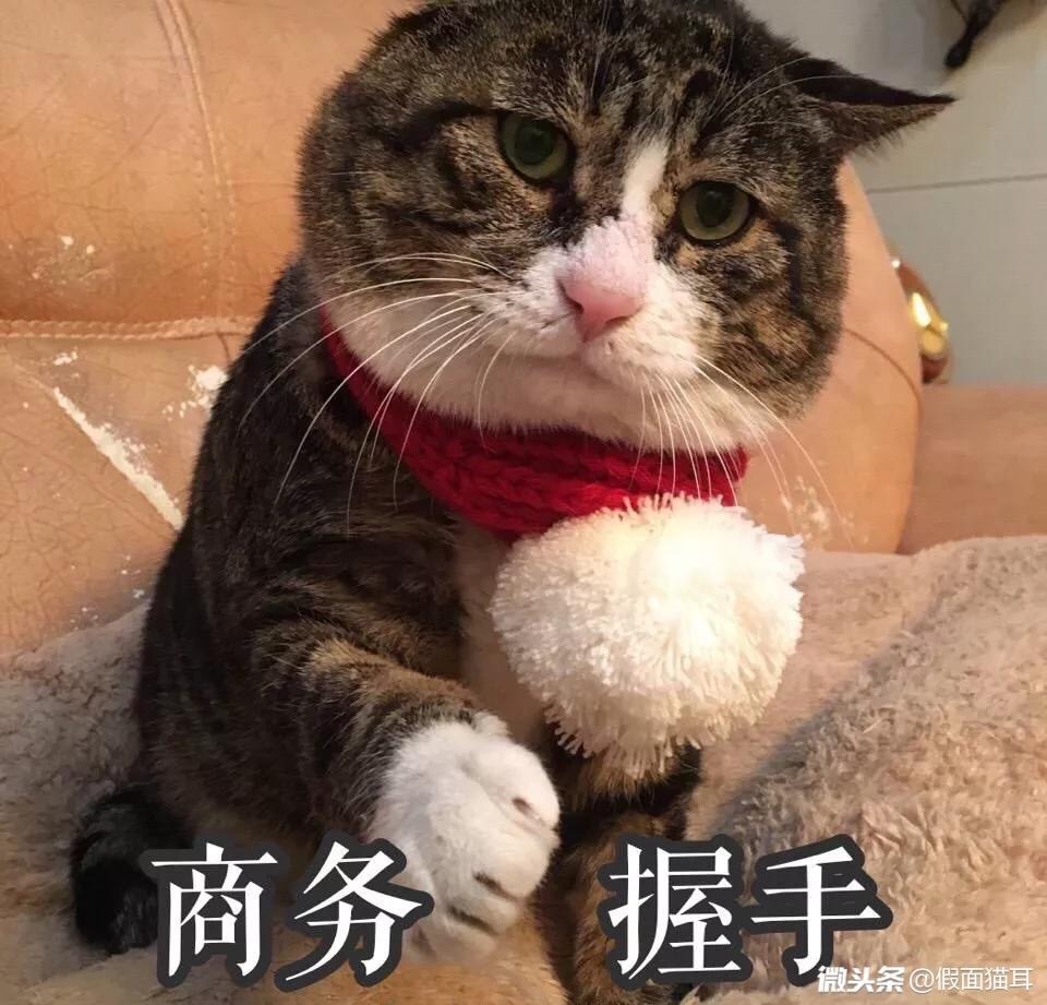 宠物训练营培训,宠物训练营报名