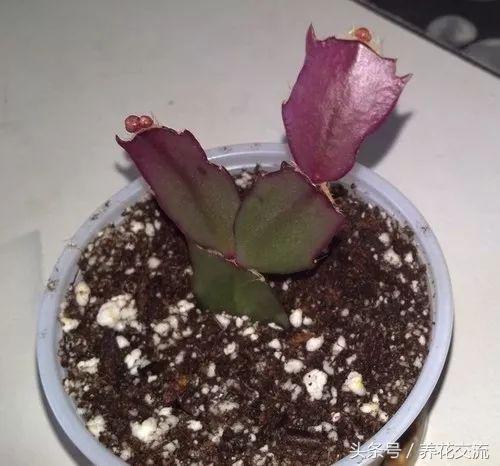 养护蟹爪兰用这些方法，每年都能开出灿烂的花朵